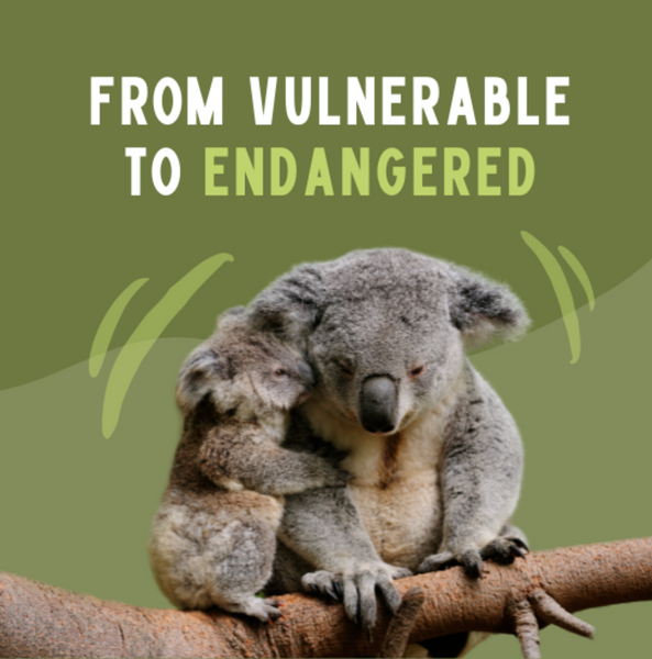 Why are Koalas Endangered? - Earth.Org Kids