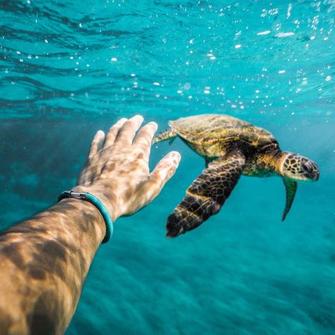 Hand outstretched underwater to Sea Turtle, wearing Legend Bracelet