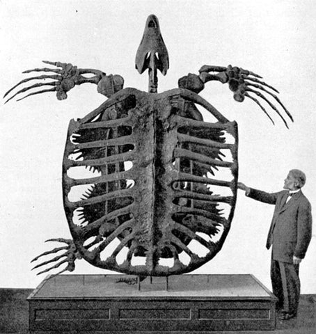 Old photo of giant sea turtle skeleton