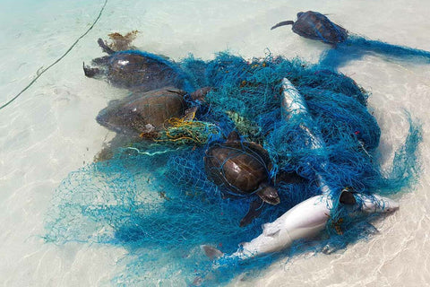 Sea turtle trapped in blue fishing line