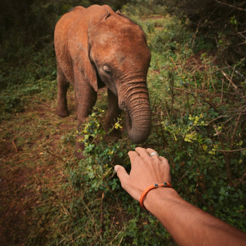 Elephant and hand reaching out 