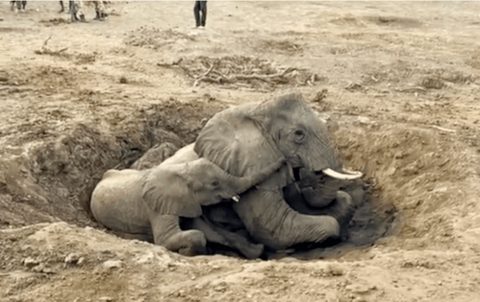 The elephant family, trapped in a muddy well. 