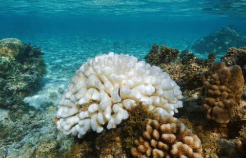 A bleached coral 