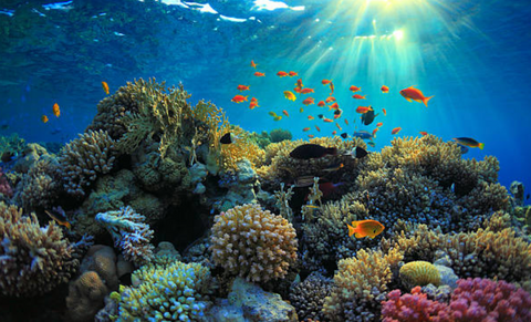 A colourful coral reef