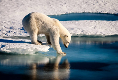 Polar bear dipping paw into ocean 