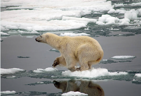 Polar bear stranded on melting ice