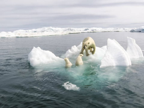 Mother polar bear helping two swimming cubs up on ice cap