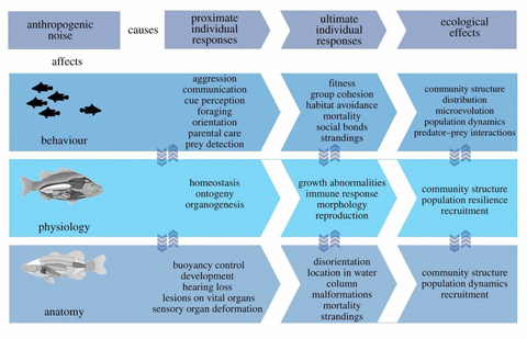 Figure 1: How Anthropogenic Noise Impacts Marine Species' Behaviours. 