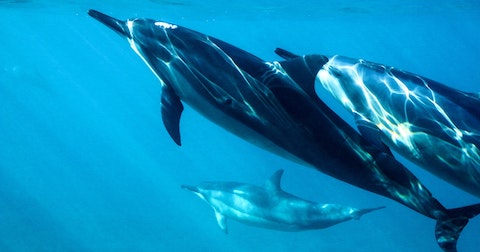 Dolphins in the ocean