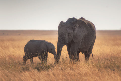 Mother and baby elephant in the wild on a grass plain