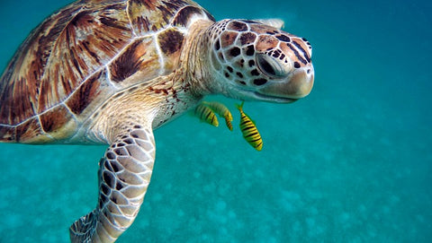 Sea Turtle underwater 