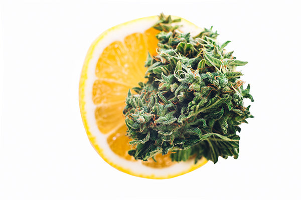 Cannabis Vaporizing - Citrus Flavour