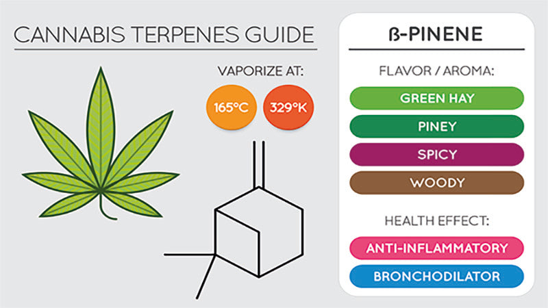 efectos de los terpenos del cannabis 