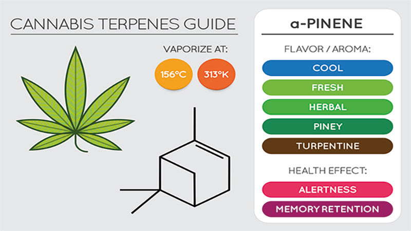 Vaporización y los terpenos del cannabis 