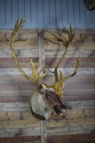 Genuine Mounted Deer - Caribou - Western - Lodge - Cabin-Rustic Deco Incorporated