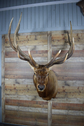 Genuine Mounted Deer - Elk - Western - Lodge - Cabin-Rustic Deco Incorporated