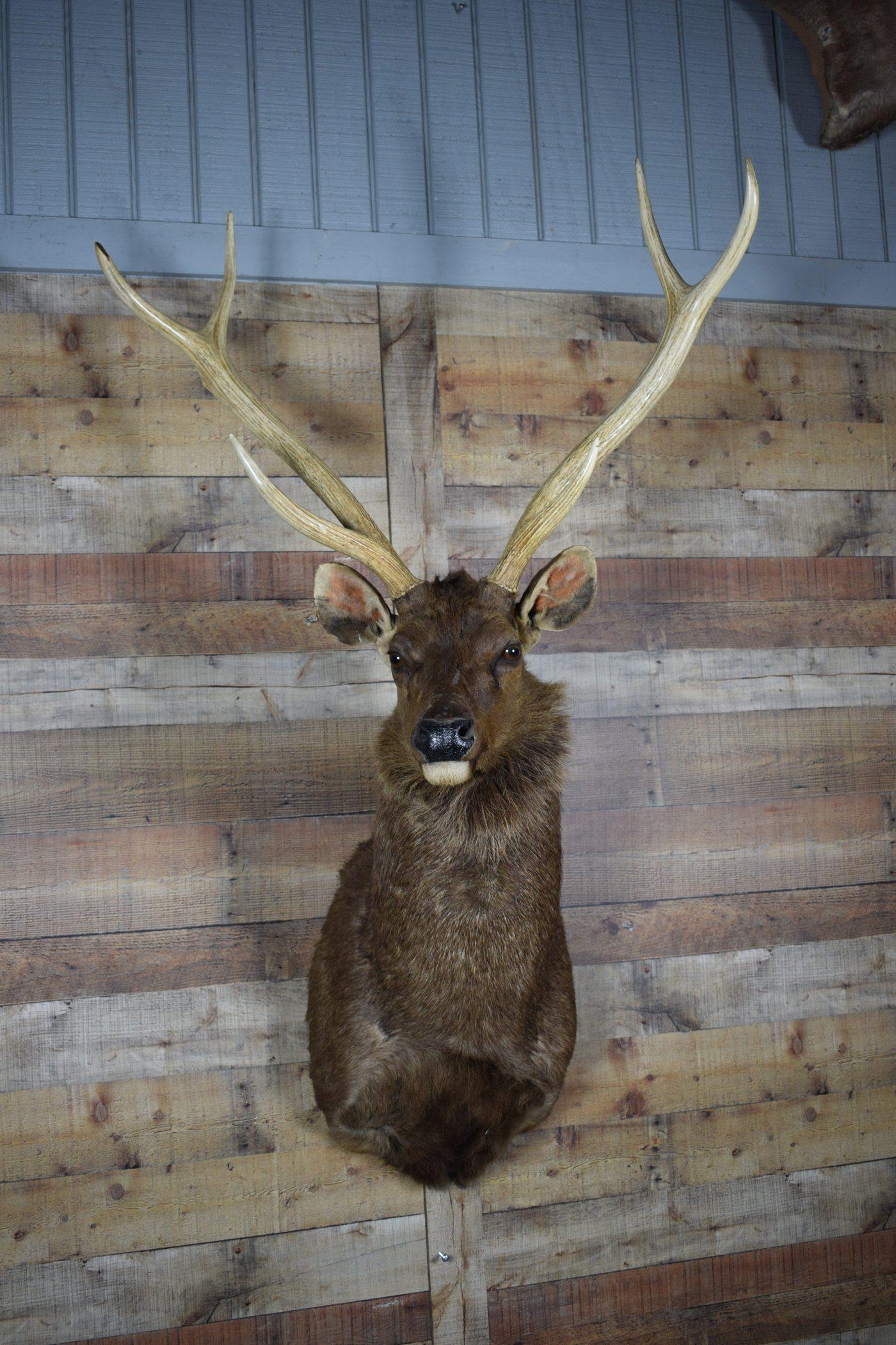 Genuine Mounted Deer Sambar Western Lodge Cabin