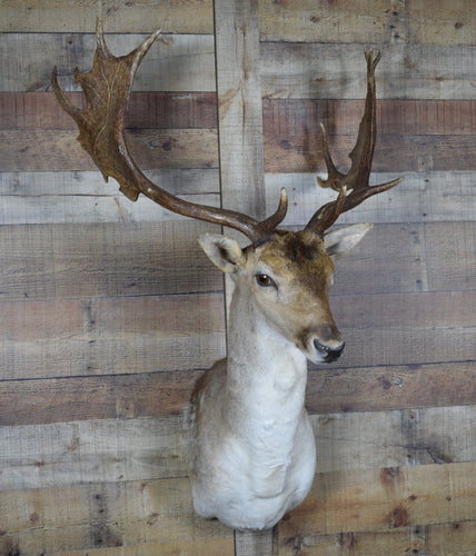 Genuine Mounted Deer - Taxidermy - Fallow Deer - Western - Lodge - Cabin-Rustic Deco Incorporated
