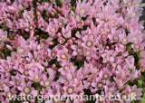 Anagallis tenella - Bog Pimpernel in flower