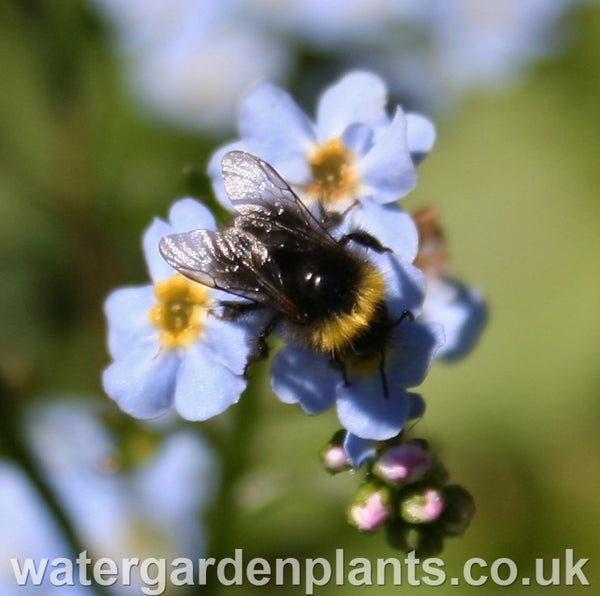 Myosotis Scorpioides Mermaid Water Garden Plants