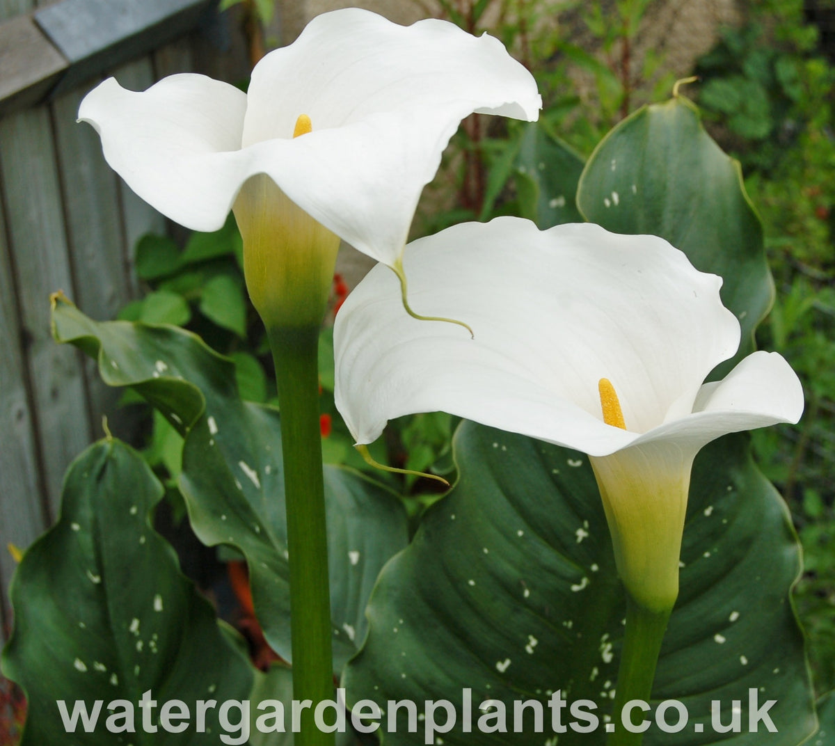 Zantedeschia 'White Giant' - Water Garden Plants