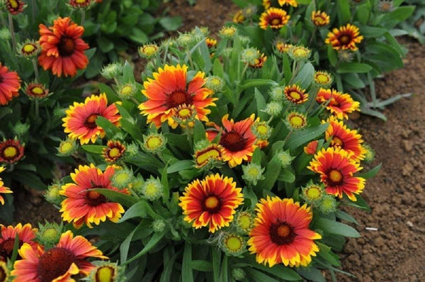 Gaillardia Arizona Sun Liners From Emerald Coast Growers