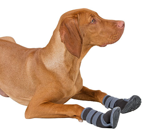 dog boots active