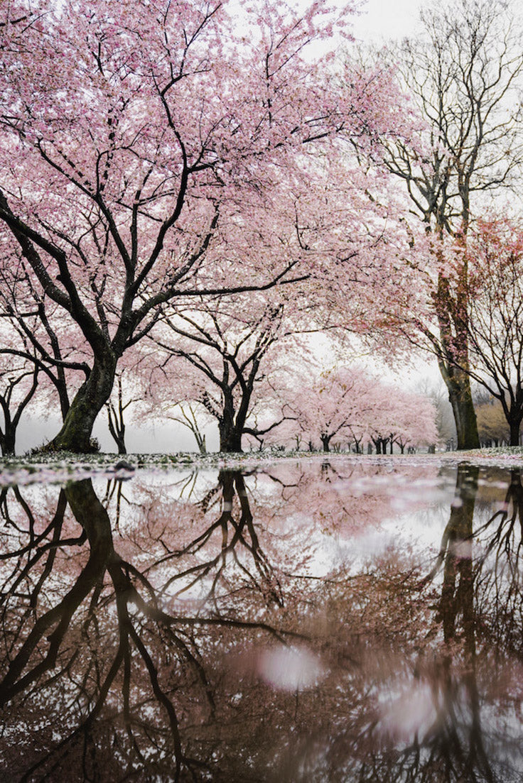 Japanese Forest Bathing Ned CBD