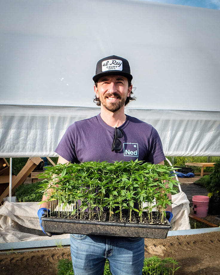 Ned CBD Founder Adriaan Zimmerman at Hemp Farm