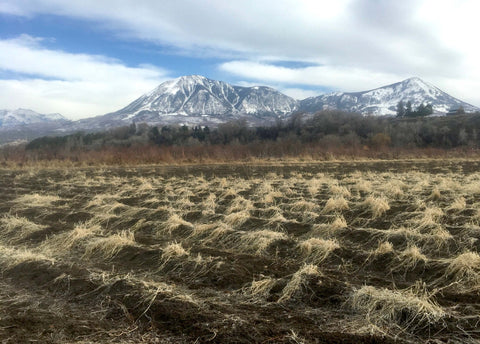 Ned Dispatch from The Farm - Winter on the farm