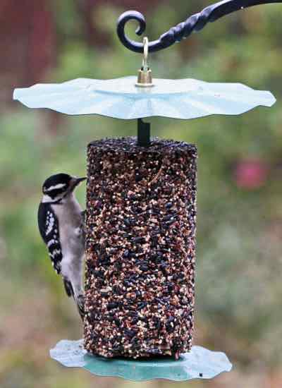 bird seed cylinder holder