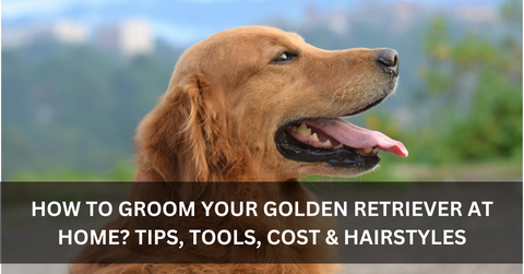 How to Groom a Golden Retriever at Home Tips, Tools, Cost & Hairstyles