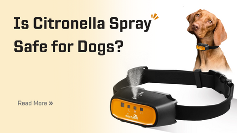 Is Citronella Spray Safe for Dogs