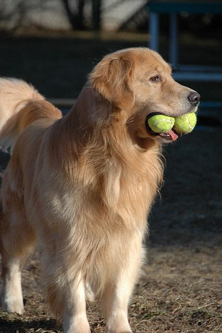 Golden Retriever Hair Style -  The Classic Cut