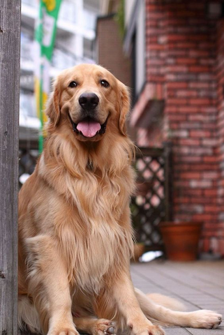 Golden Retriever Hair Style -  The Feathering Trim