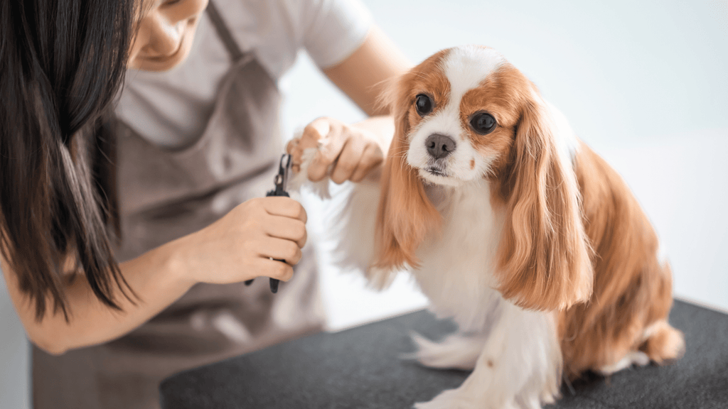 Groom It Mobile dog groomer