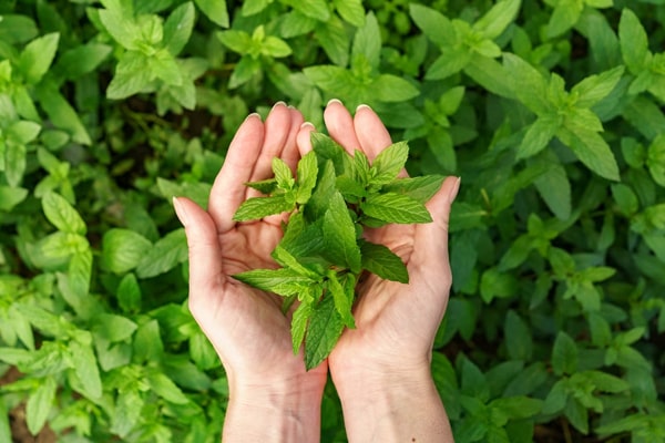 herb garden