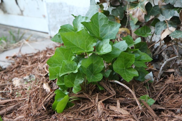 plants surrounded by mulch