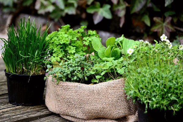 A thyme and other herbs in a crate