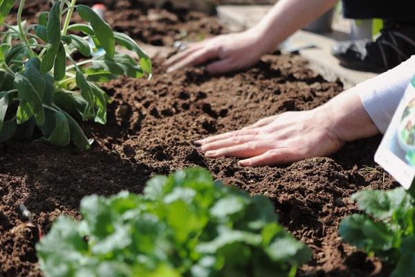 woman touching the soil garden