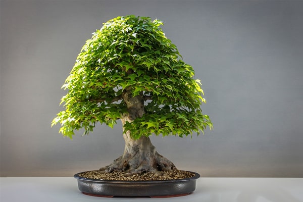 Selecting the right Bonsai Pot 