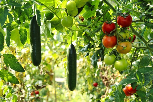 vegetable garden eggplant and tomato