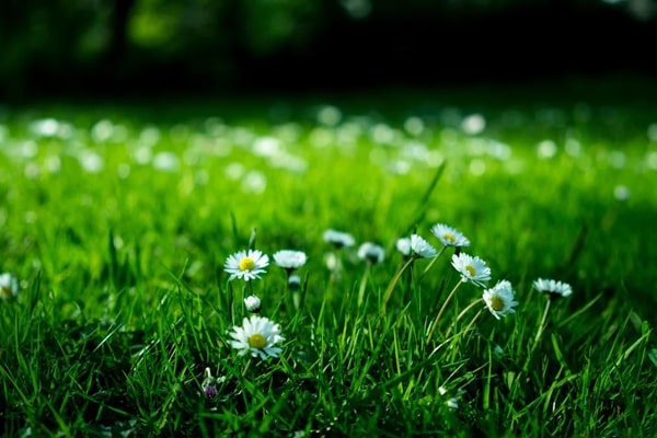 grass with flowers