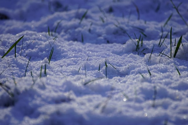 grass on winter