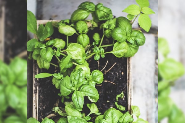 How to Grow Lots of Herbs in a Small Space • Gardenary