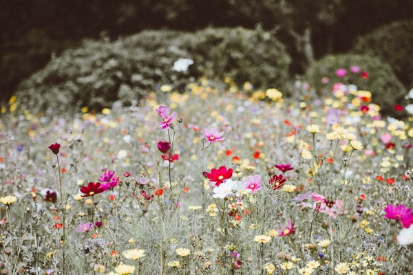 native flowers