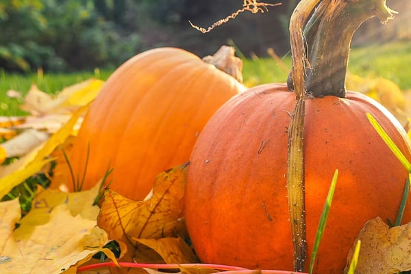 two pumpkins surrounded by falling leaves