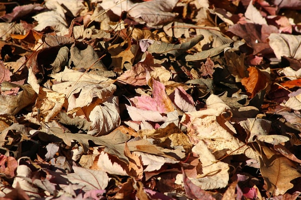 fallen leaves