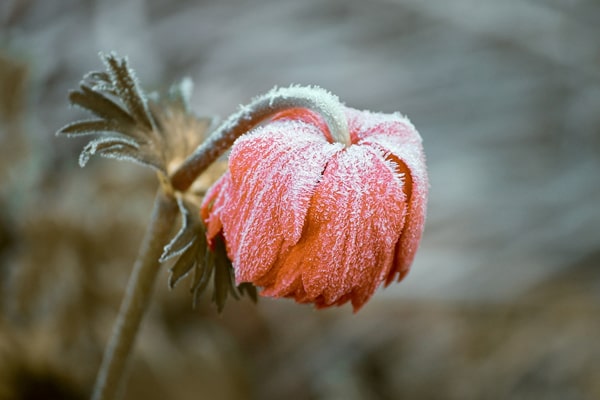 frozen flower plant