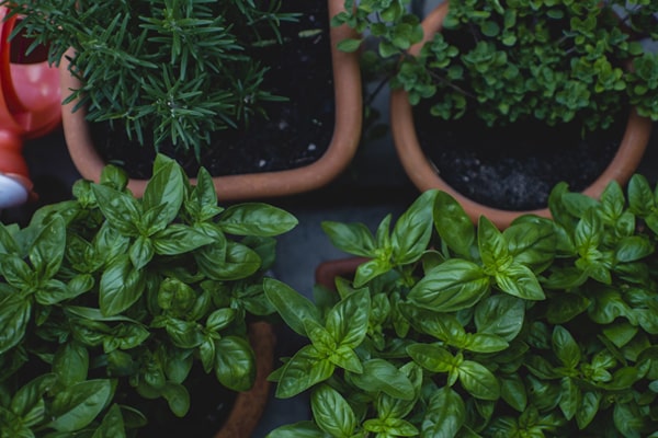 herbs grows on pot